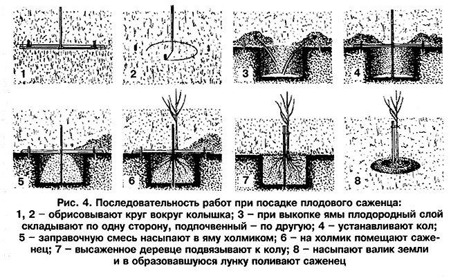 Неизвестный топинамбур: агротехника выращивания земляной груши
