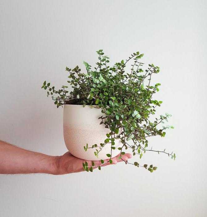Каллизия (callisia) — описание, выращивание, фото | на leplants.ru