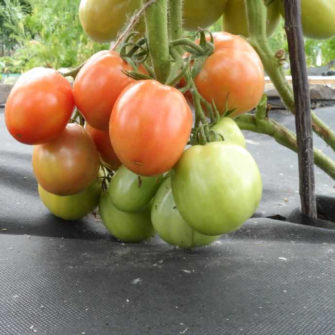 Томат матадор. Семена томатов Матадор. Сорт помидоров Матадор. Томат тореадор f1.