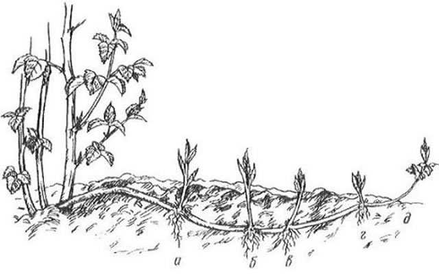 Как сажать и выращивать ежевику на приусадебном участке