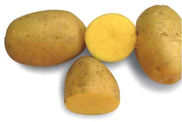 Описание и характеристика раннеспелого сорта картофеля «вега». выращивание и уход