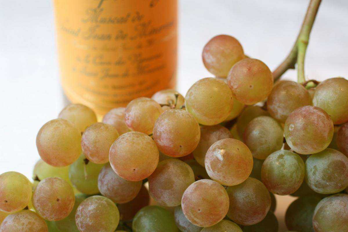 Виноград мускат белый: характеристика и описание сорта