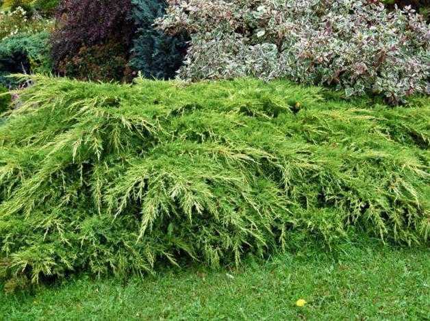 Можжевельник андорра компакт — вечнозеленый кустарник на вашем огороде