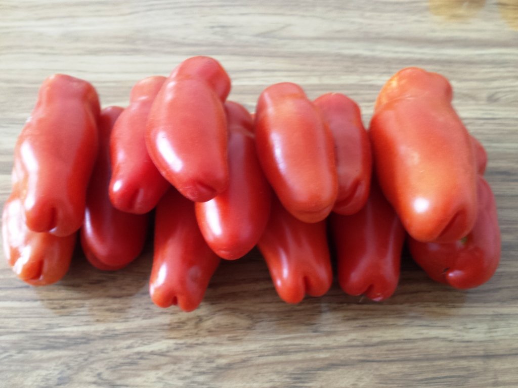 7 самых урожайных сортов томатов