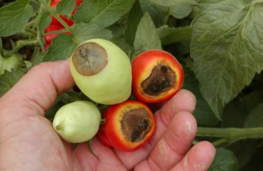 На листьях рассады томатов появились пупырышки фото как лечить
