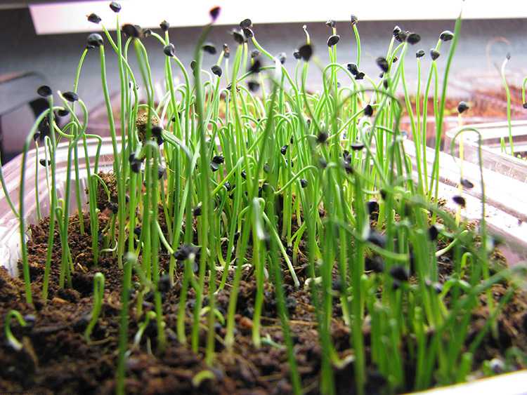 Как посадить черемшу на даче из семян и луковиц