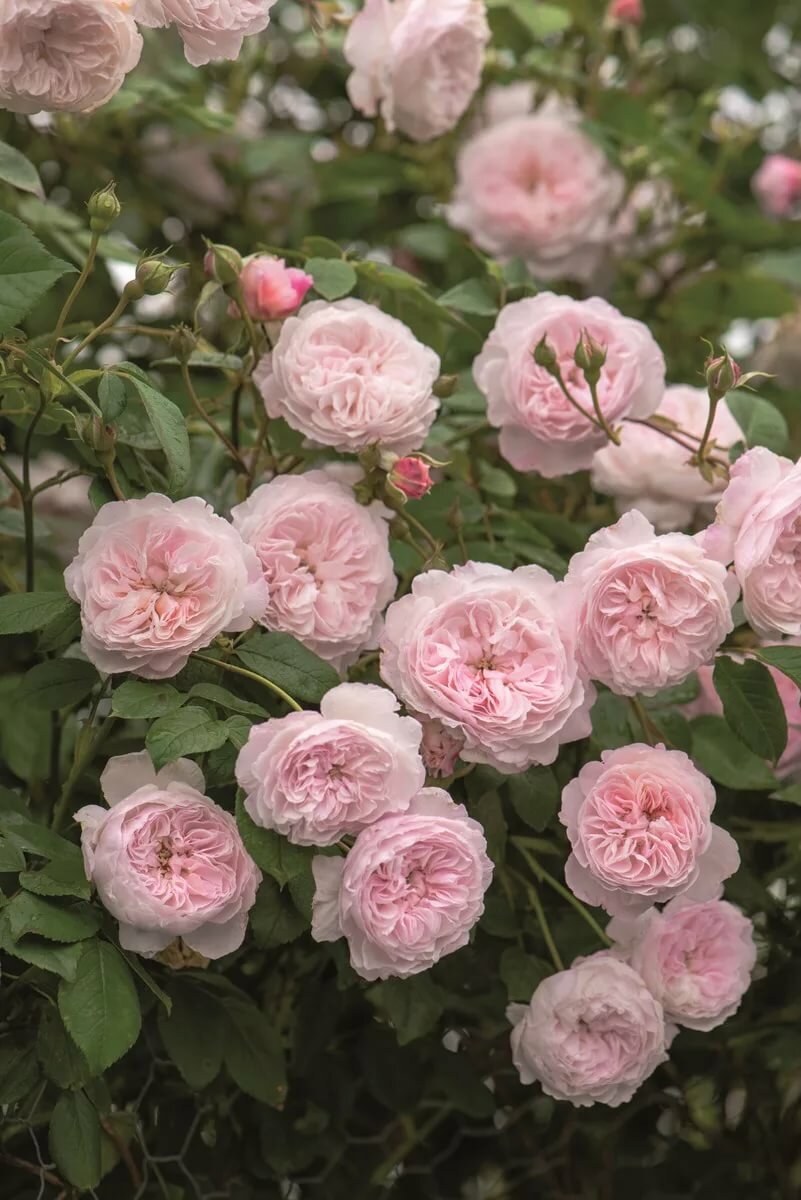 Обрезка плетистых роз — клаймеров и рамблеров