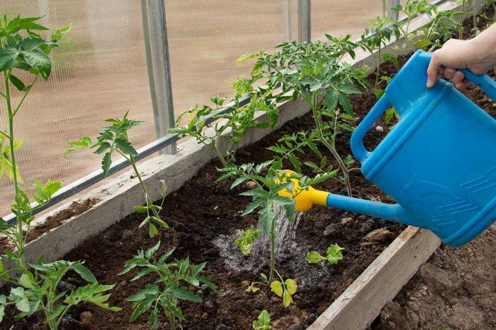 Как и чем нужно подкормить помидоры (томаты) после высадки в грунт
