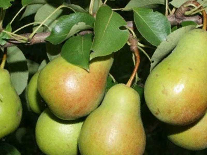 Сорт яблок лада: описание и особенности, характеристики и фото, выращивание и уход