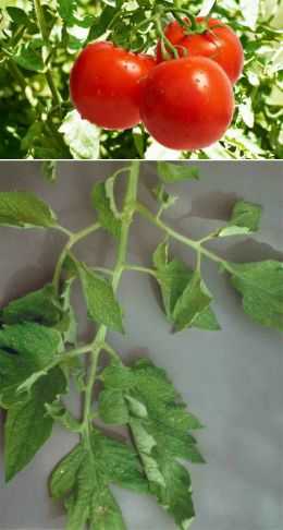 Признаки нехватки микроэлементов у томатов: чего не хватает помидорам, таблица