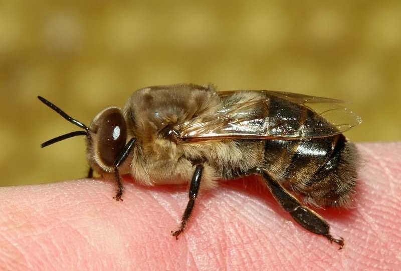 Кто такие трутни: самцы в пчелиной семье, как выглядит пчелиный трутень