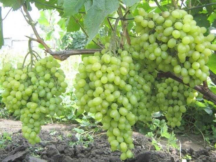 Сорт винограда «алёшенькин»