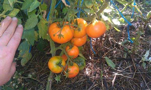 Характеристика и описание томата сорта «апельсин»: фото, видео + отзывы