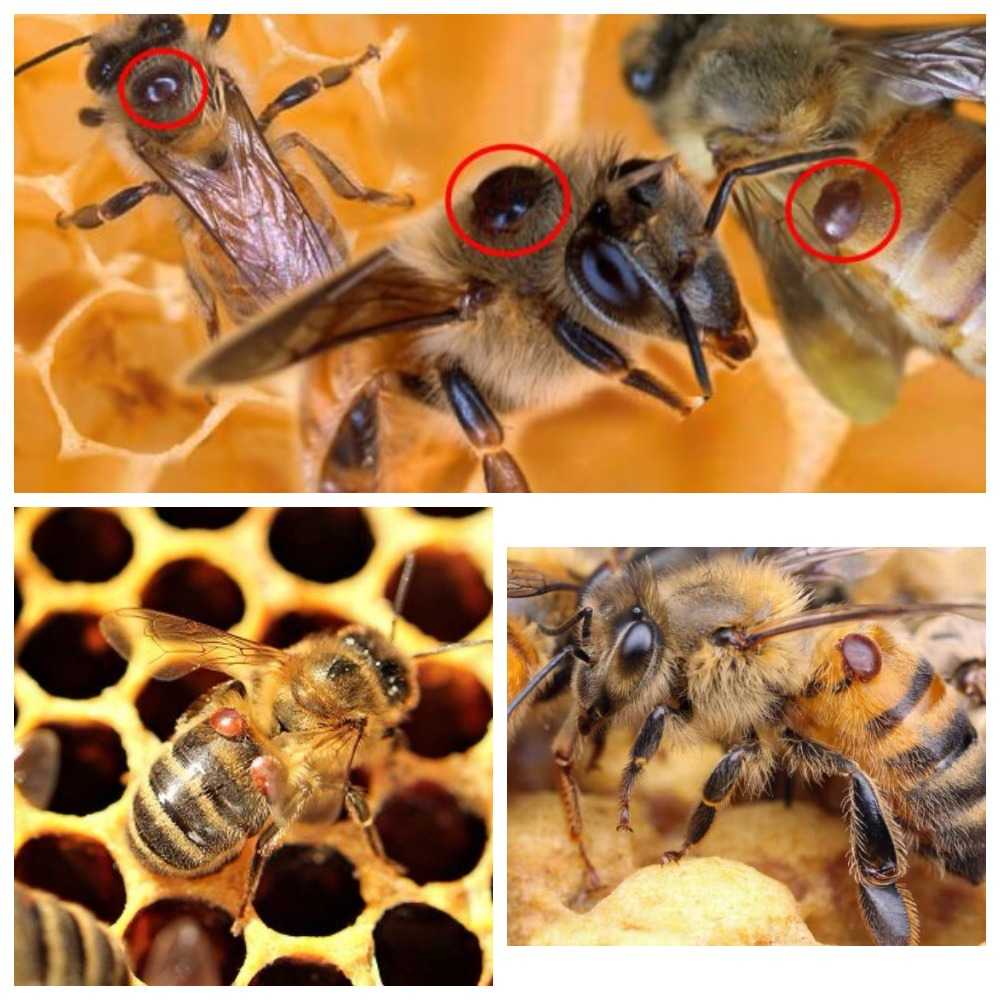 Нозематоз пчёл, его лечение, диагностика и профилактика