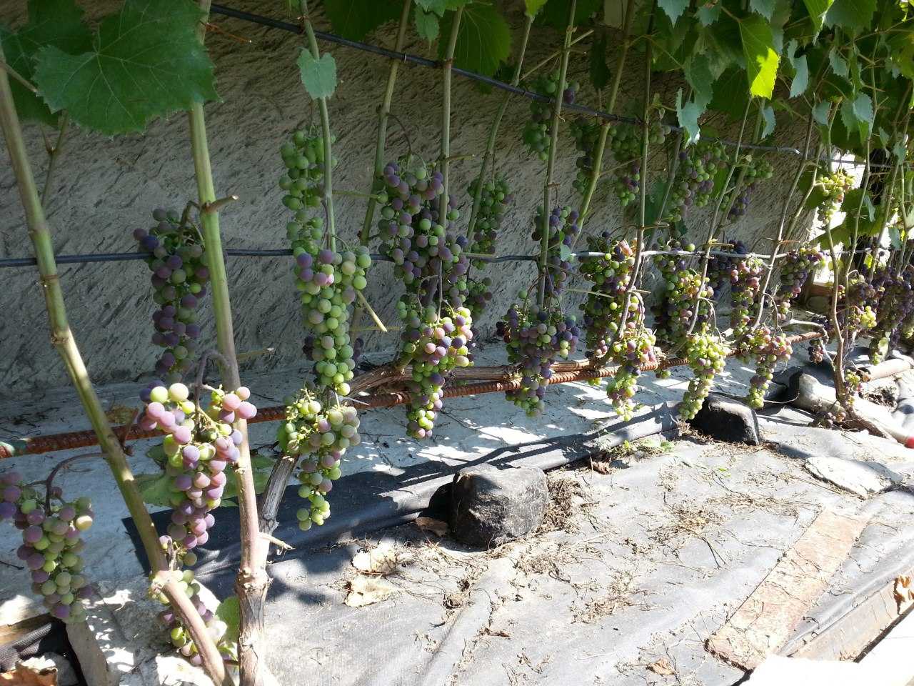 Виноград сколько оставлять лоз. ВИНОГРАДСАЖЕНЦЫ виноградание лоза. Однолетняя лоза винограда. Лоза плодоношения винограда. Должанская виноград.