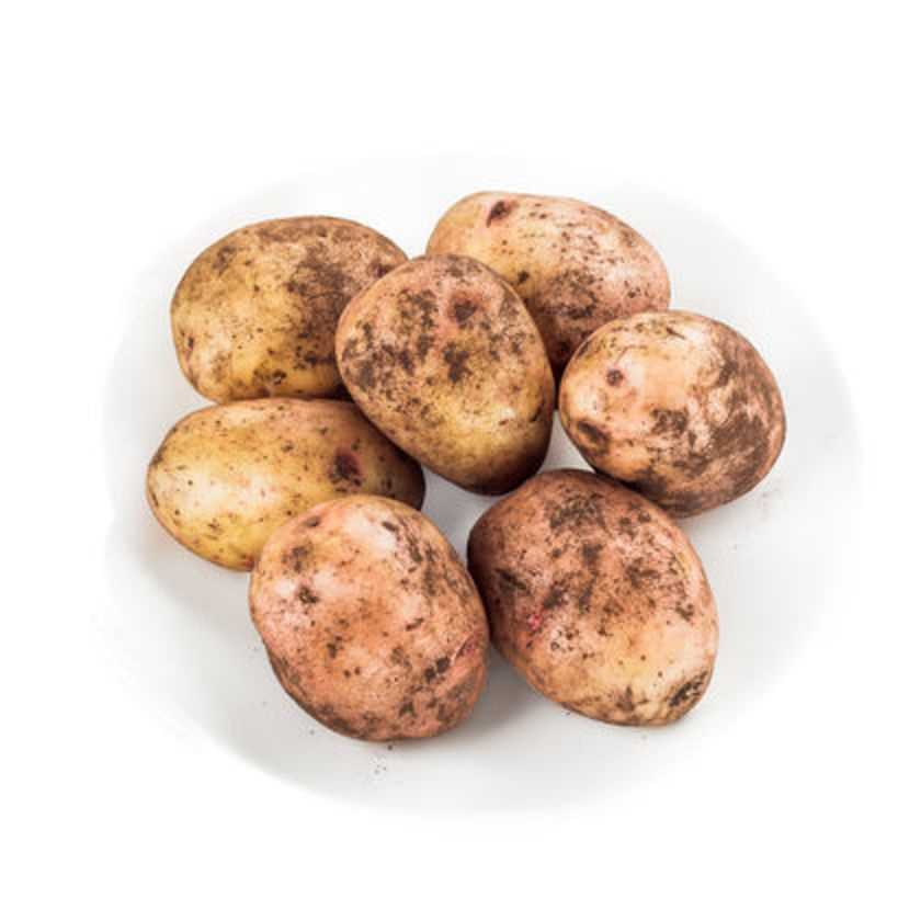 Картофель зорачка: описание и характеристика сорта, агротехника посадки и ухода