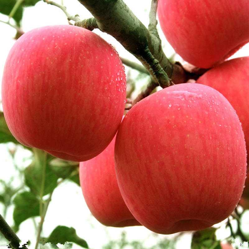 Яблоня фуджи: фото, описание, выращивание