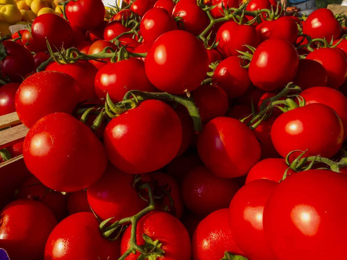 Сорт томата «гейша»: описание, характеристика, посев на рассаду, подкормка, урожайность, фото, видео и самые распространенные болезни томатов