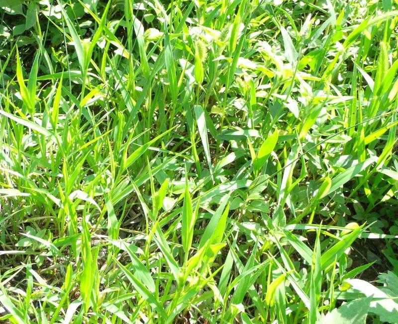 Поляк трава фото и описание