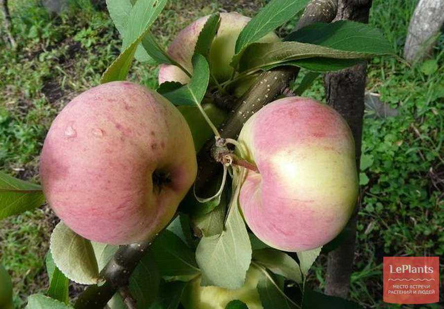 Особенности выращивания яблони сорта заветное