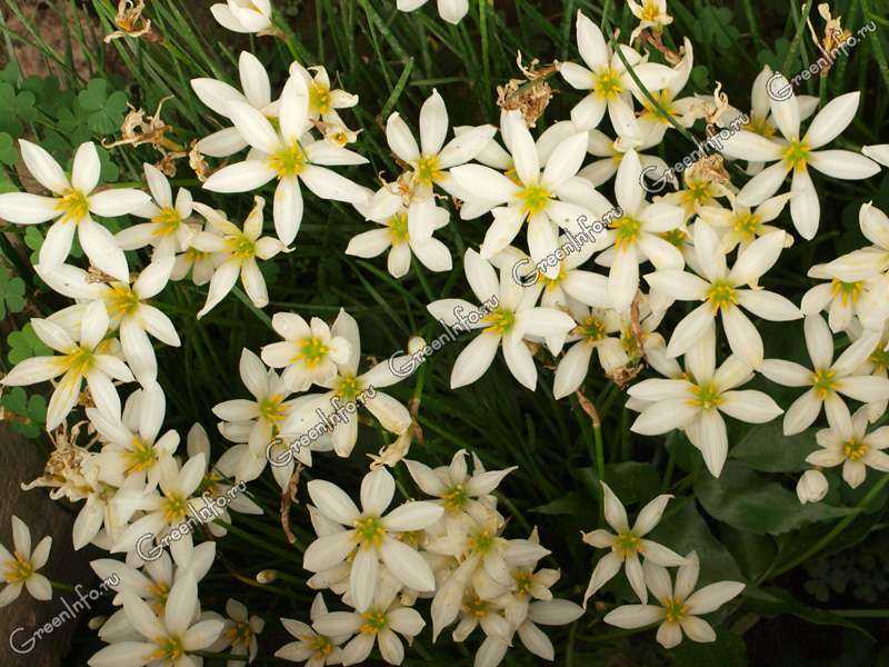 Цветок гацания — как цветет на клубме, какой нужен грунт для выращивания