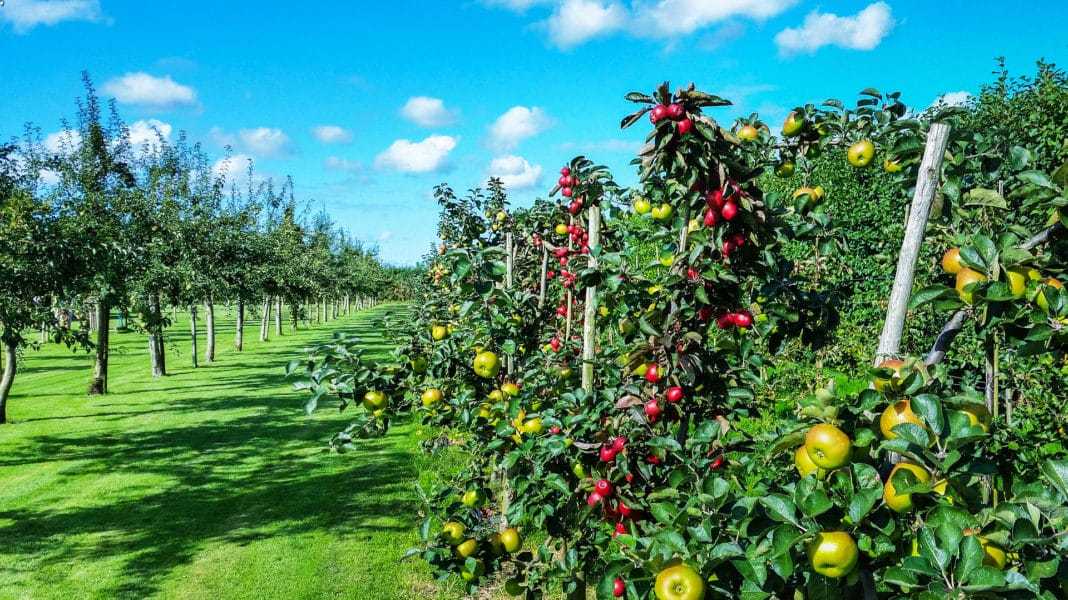 Размещение плодовых деревьев на участке фото