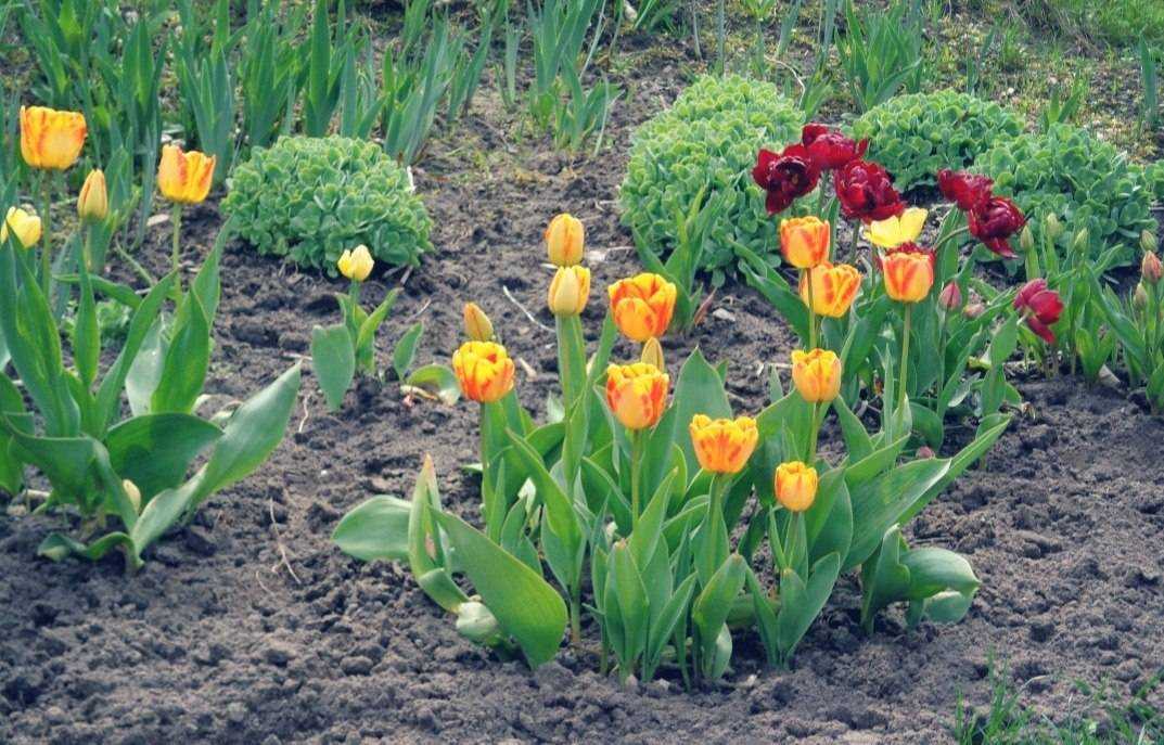 Когда и как выкапывать тюльпаны после цветения