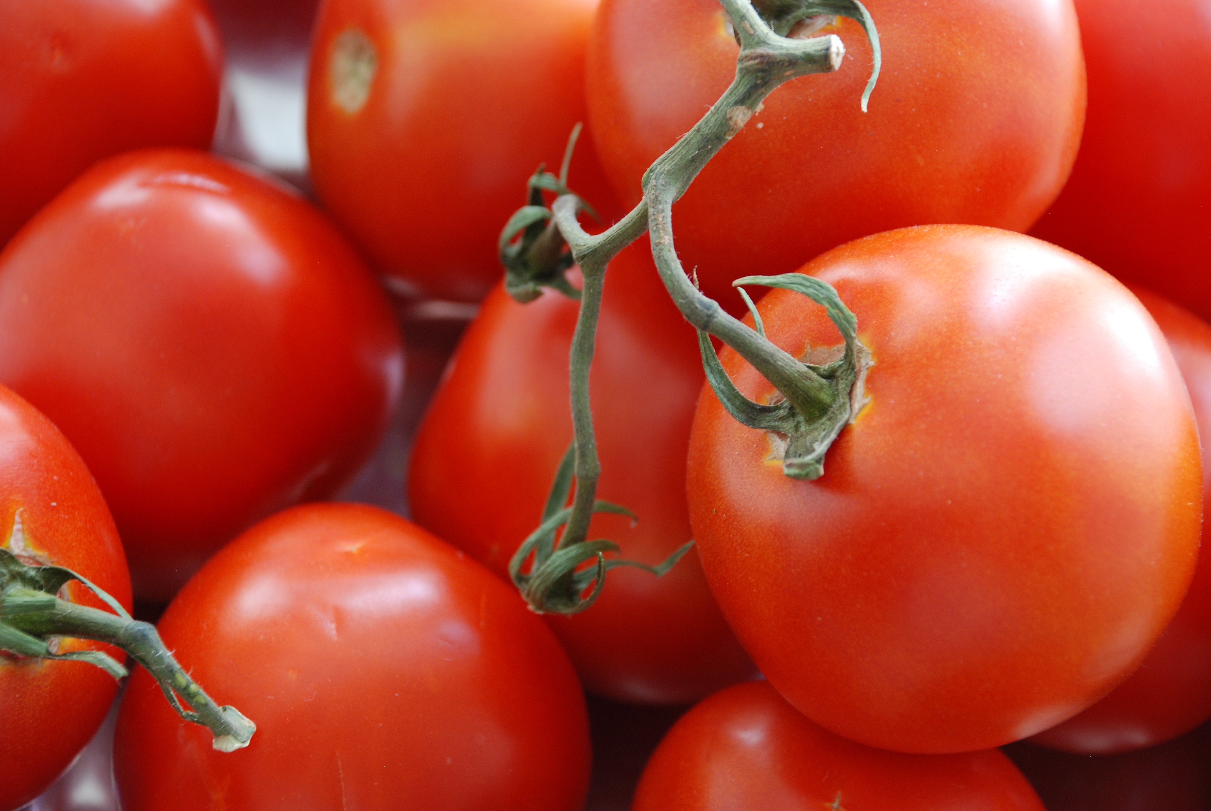 Томат "ультраскороспелый" f1: характеристика и описание раннеспелого парникового вида помидор, выращивание и фото плодов
