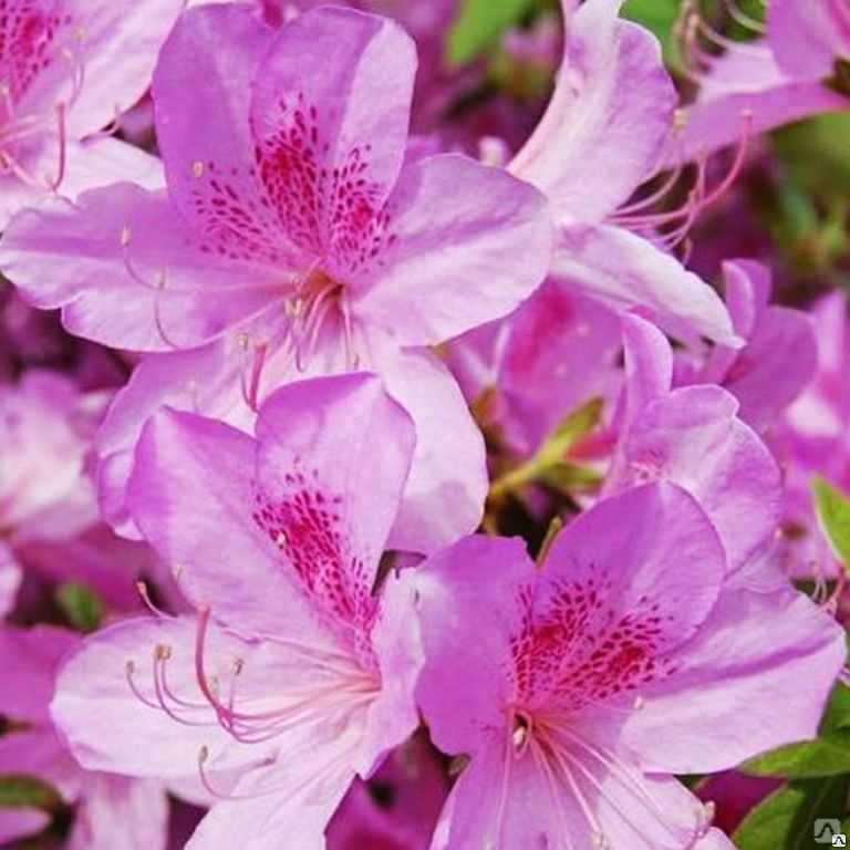 Rhododendron 'western lights' — википедия переиздание // wiki 2