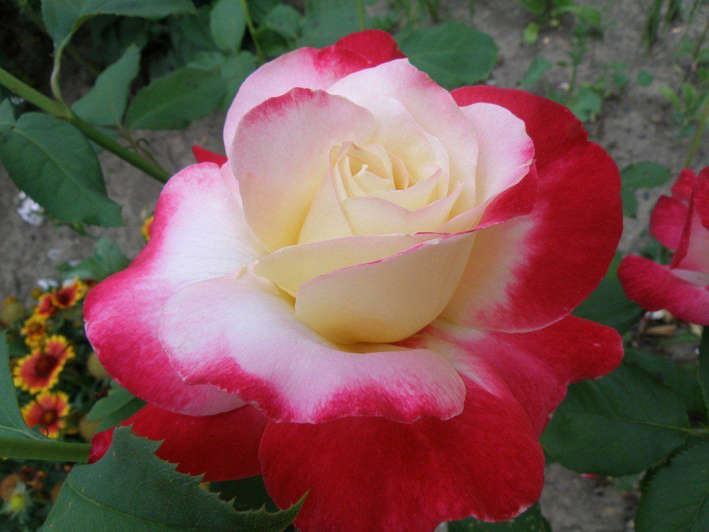 О кустовых розах: описание и характеристики видов и сортов культуры