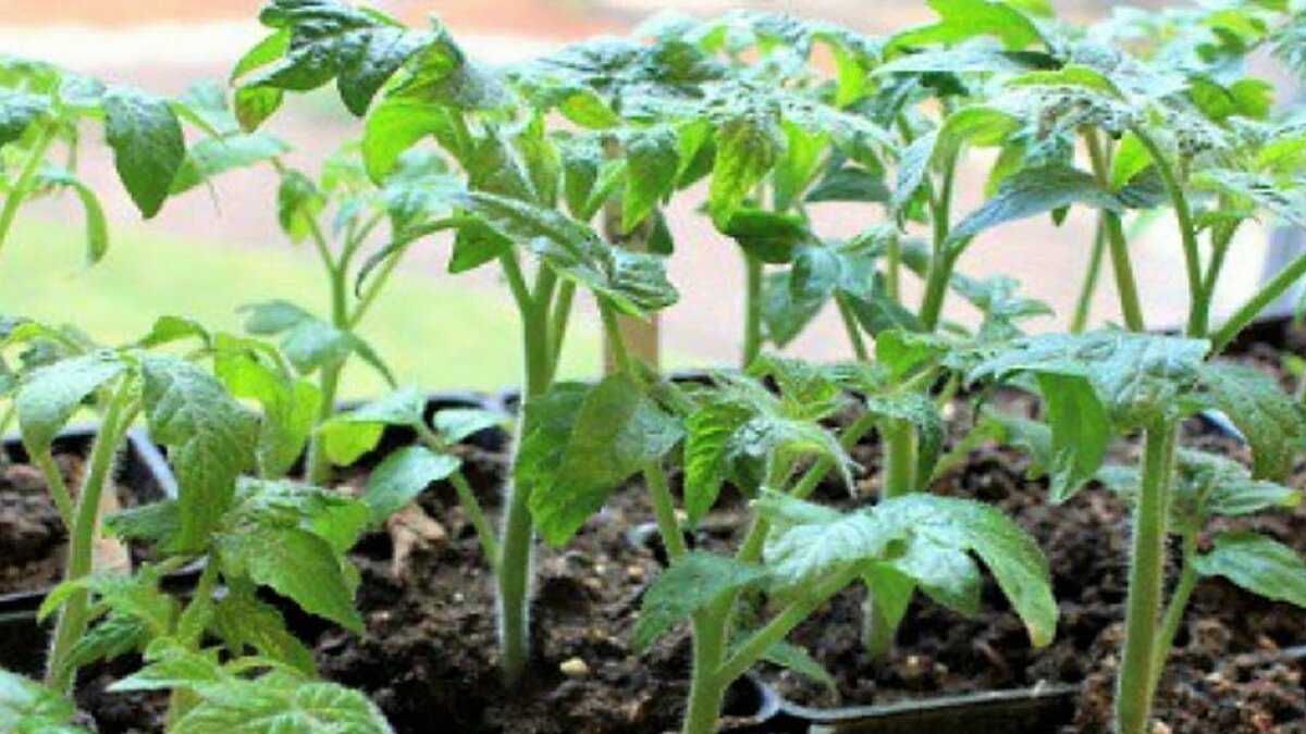 Cтимуляторы роста для рассады томатов и перца