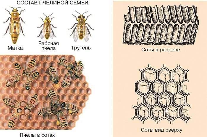 Сколько может быть пчел в одном улье, количество особей в пчелиной семье, в рое