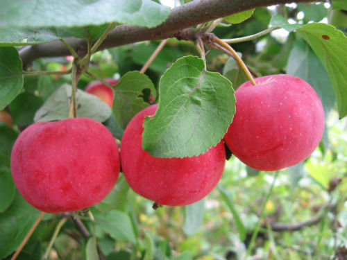 О яблоне Шафран: описание и характеристики сорта, уход и выращивание