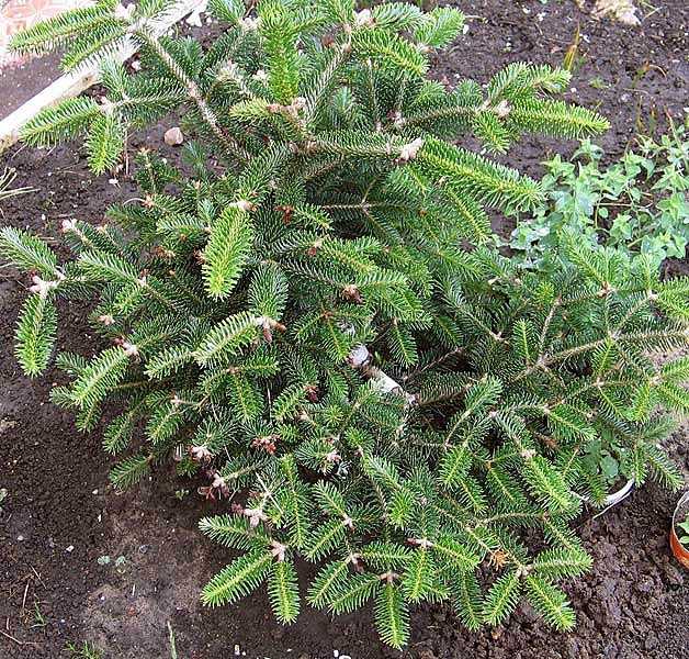 Пихта любит. Пихта Мейерс Дварф. Abies cephalonica Meyer's Dwarf. Abies concolor Piggelmee. Пихта корейская новогоднее дерево.