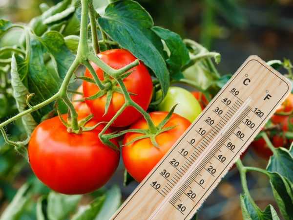 Какую температуру выдерживает рассада томатов: мнения специалистов