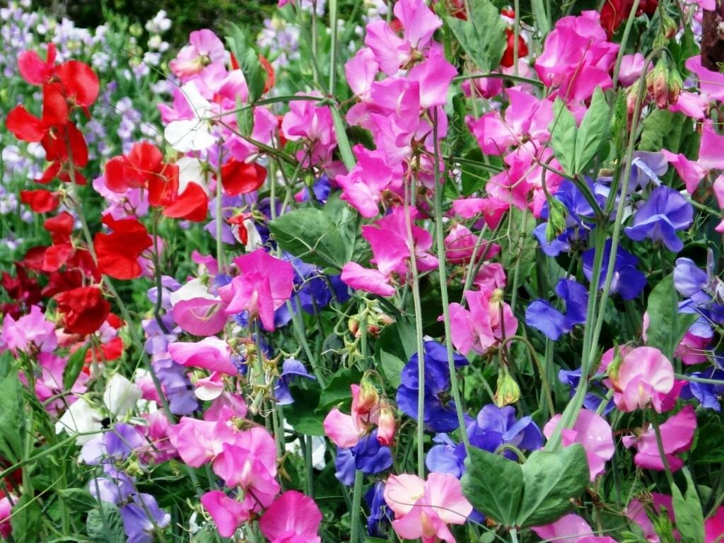Душистые цветы для сада фото и названия