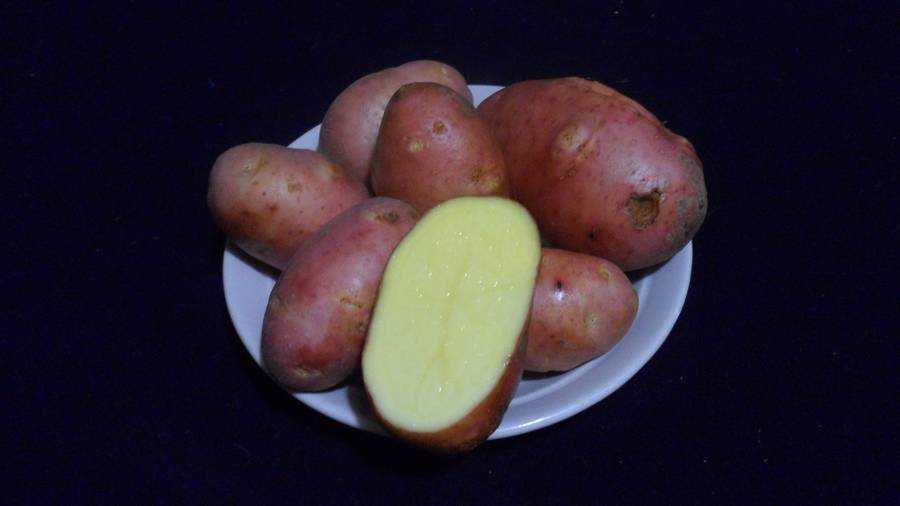 Крепыш картофель характеристика. Сорт картофеля Импала. Винета сорт картофеля. Сорт картофеля Крепыш. Картофель Венета картофель Венета.