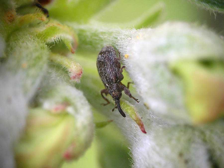 Какие жуки больше всего вредят саду – фото и описания вредителей