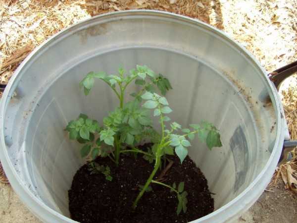 Особенности выращивания картофеля в ящиках