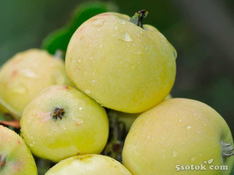 Сорт яблони камео: характеристика и особенности выращивания