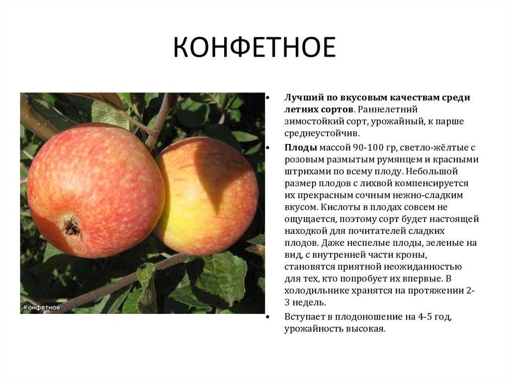 Яблоня «конфетное»: особенности выращивания
