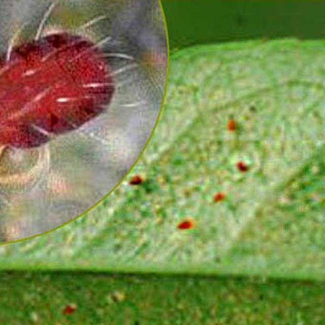 Комнатный паутинный клещ на розе, особенности паразита, как бороться