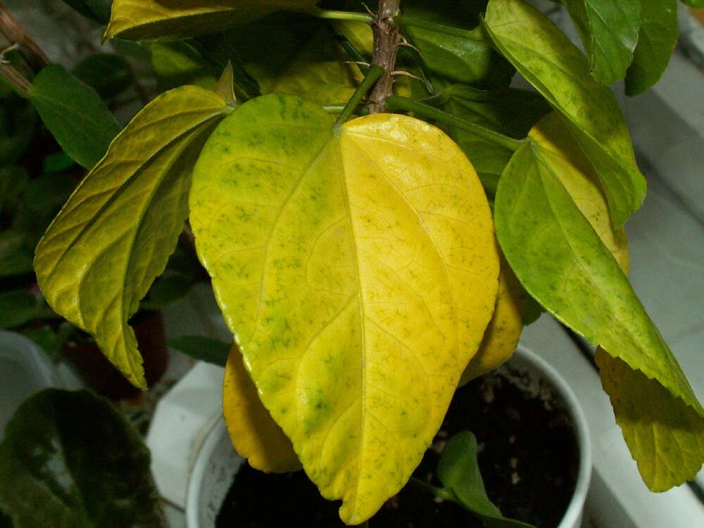Саженцы плодовых деревьев листья желтеют. почему желтеют листья у груши