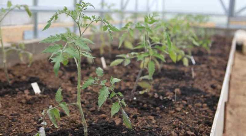 Выращивание помидоров под укрывным материалом