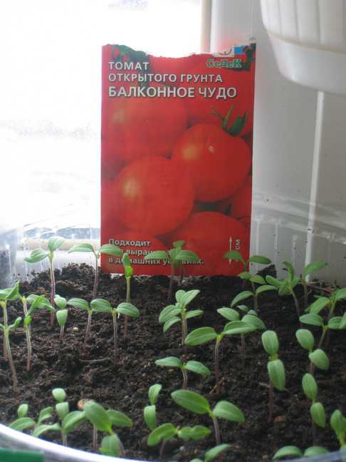 Сколько всходят семена томата в домашних условиях