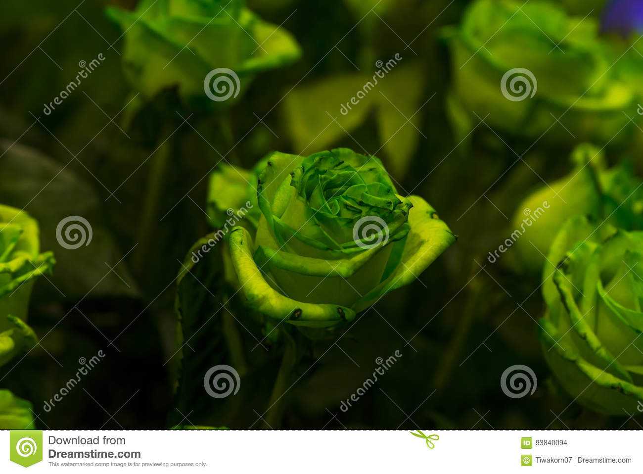 Если рассматривать красные розы через зеленое стекло