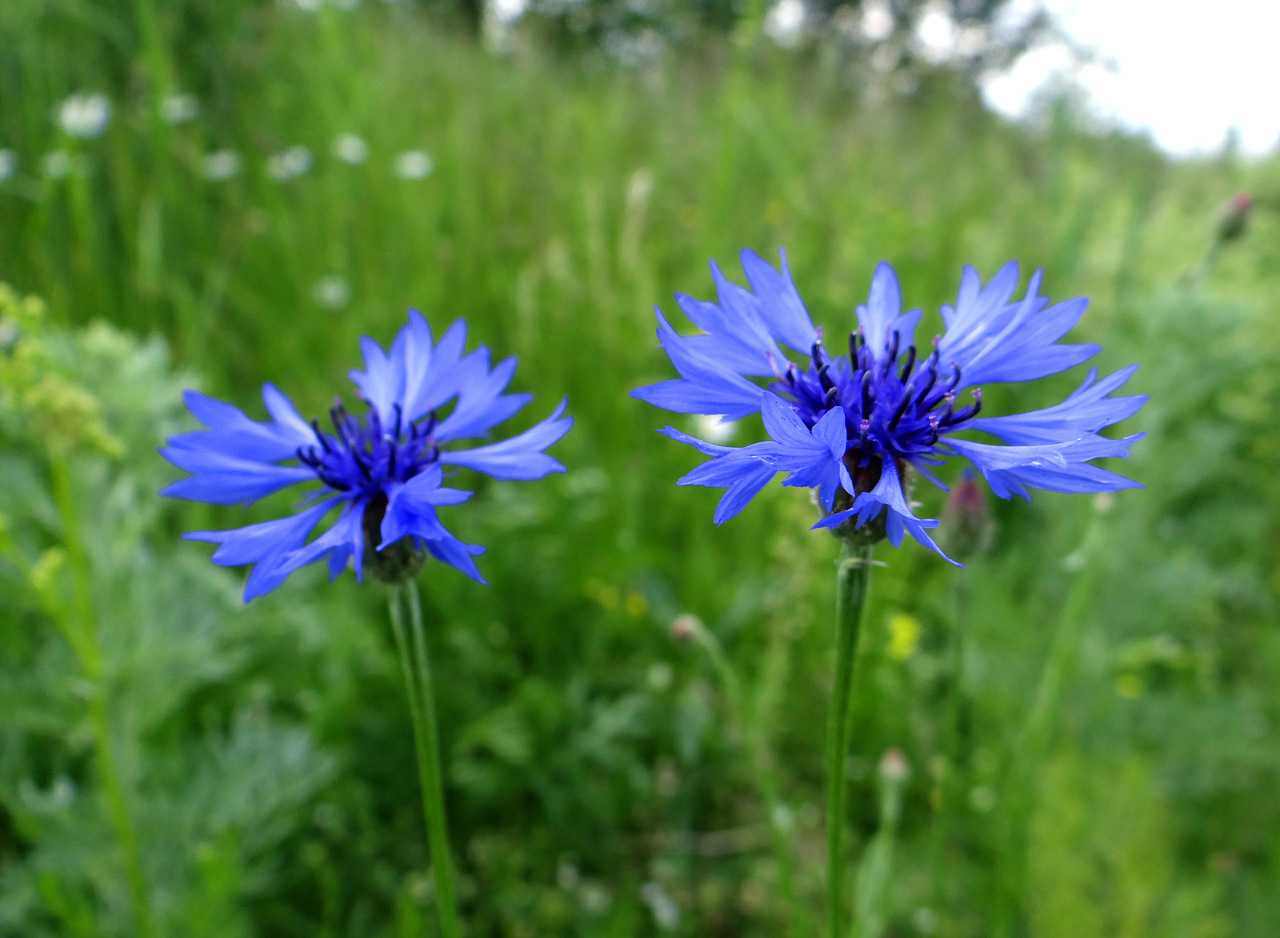 Лечебные свойства цветков василька синего, описание и применение в народной медицине