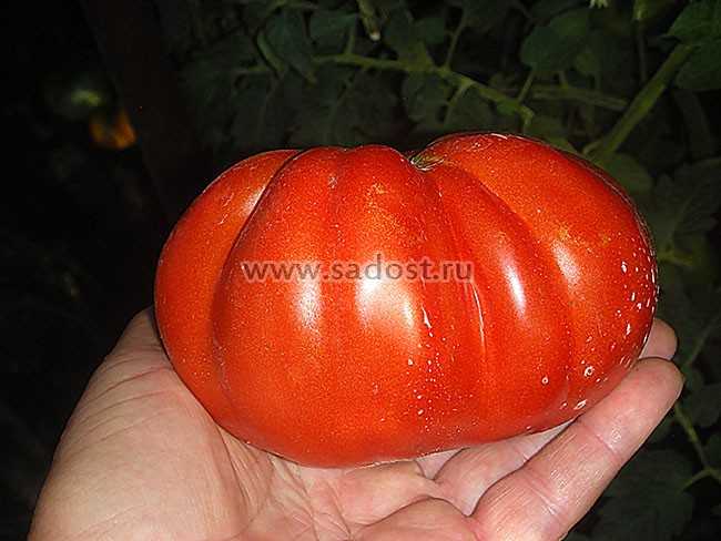 Кубышка томат отзывы. Сорт помидор кубышка. Томат полная кубышка. Томат кубышка гигантская. Томат сорт полная кубышка.