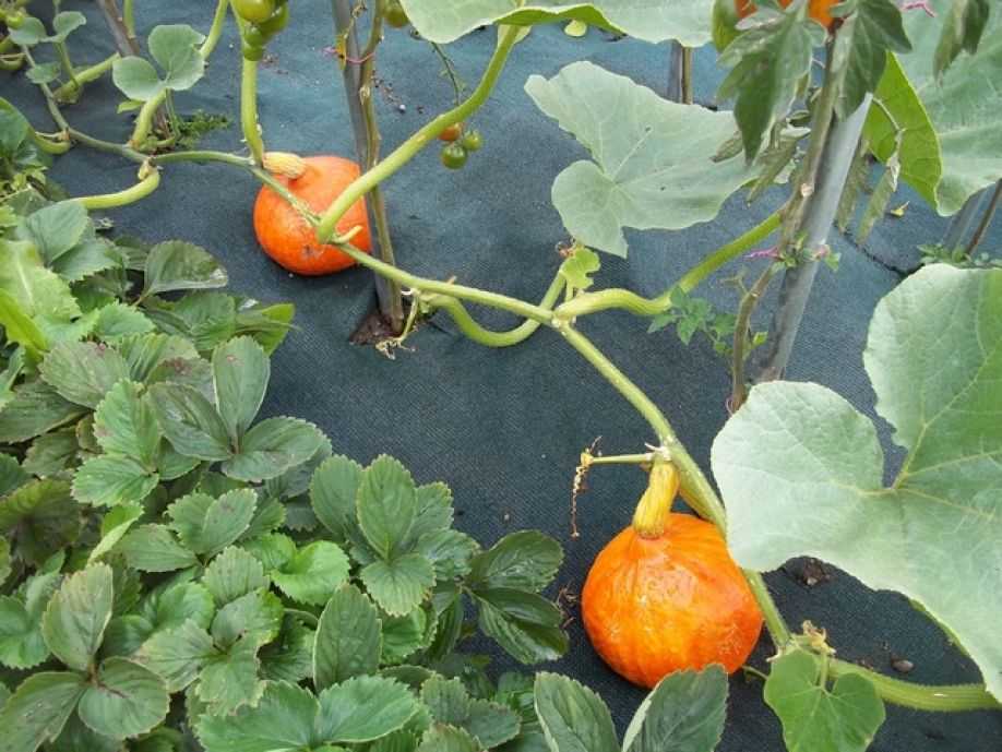 Как вырастить хороший урожай тыквы?