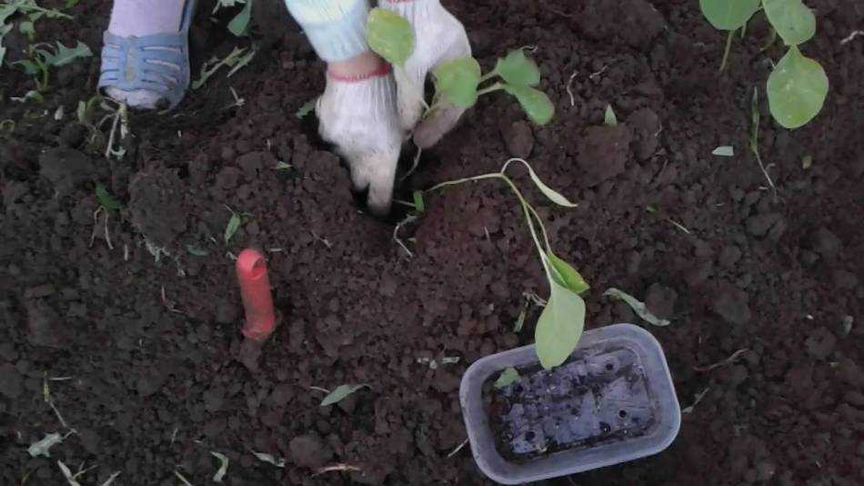 Чем подкармливать баклажаны после высадки в грунт: удобрения для хорошего урожая